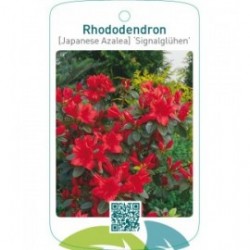 Rhododendron [Japanese Azalea] ‘Signalglühen’