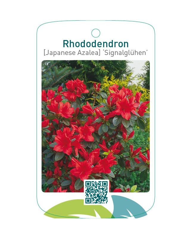 Rhododendron [Japanese Azalea] ‘Signalglühen’