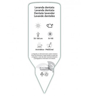 Etichette di Lavanda dintada