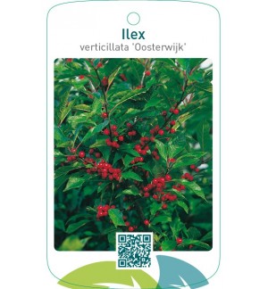 Ilex verticillata ‘Oosterwijk’