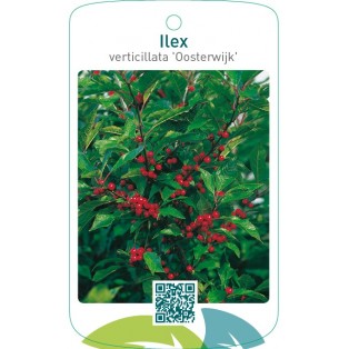 Ilex verticillata ‘Oosterwijk’