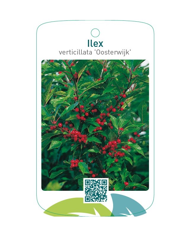 Ilex verticillata ‘Oosterwijk’