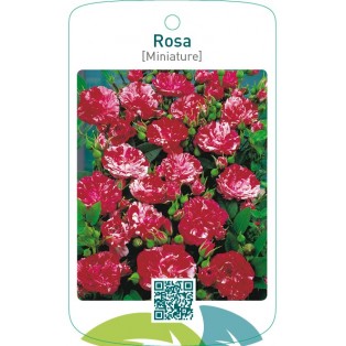 Rosa [Miniature]rood/wit