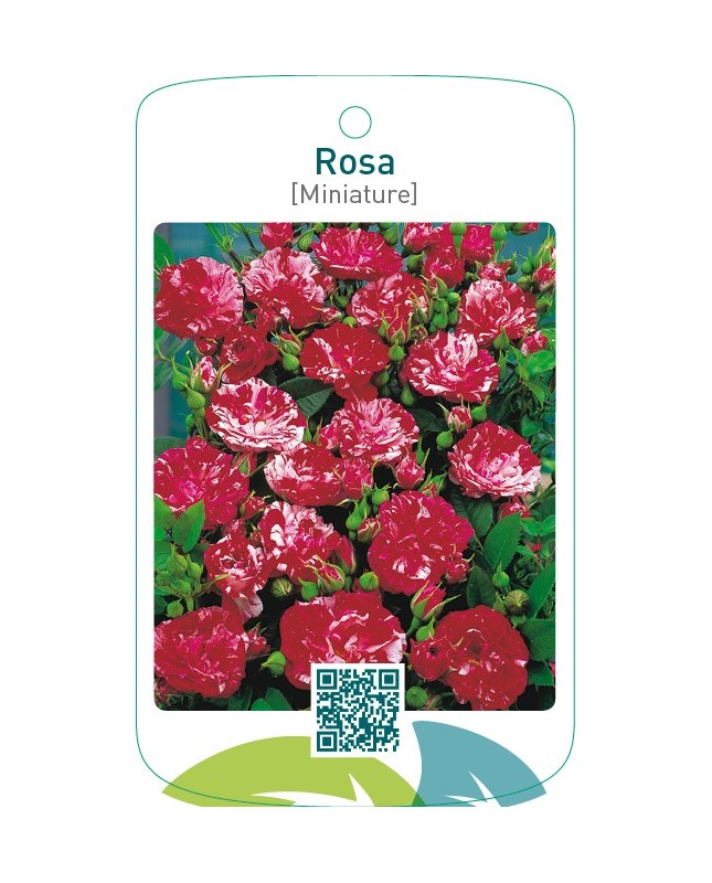 Rosa [Miniature]rood/wit