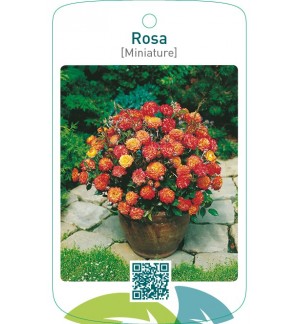 Rosa [Miniature]geel/oranje