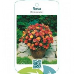 Rosa [Miniature]geel/oranje