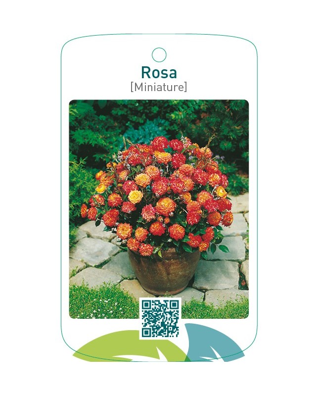 Rosa [Miniature]geel/oranje