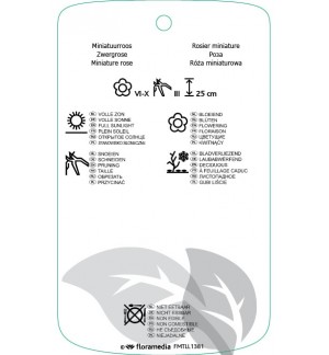 Etichette di Rosa [Miniature]geel/oranje *