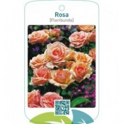 Rosa [Floribunda]  zalm