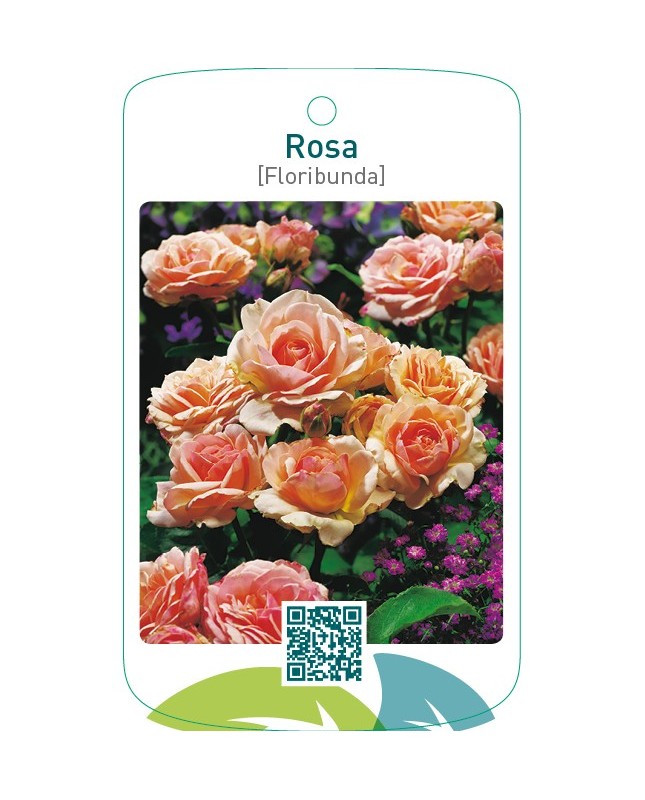 Rosa [Floribunda]  zalm