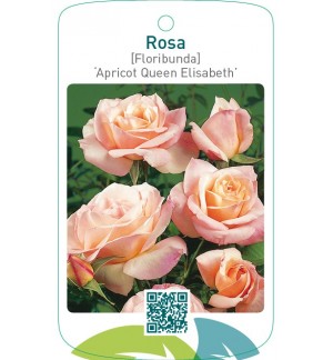 Rosa [Floribunda] ‘Apricot Queen Elisabeth’