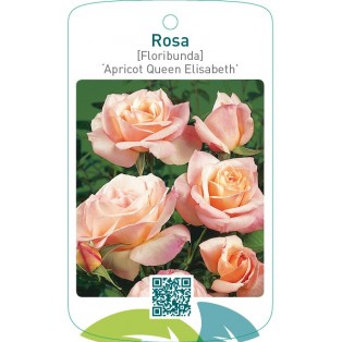 Rosa [Floribunda] ‘Apricot Queen Elisabeth’