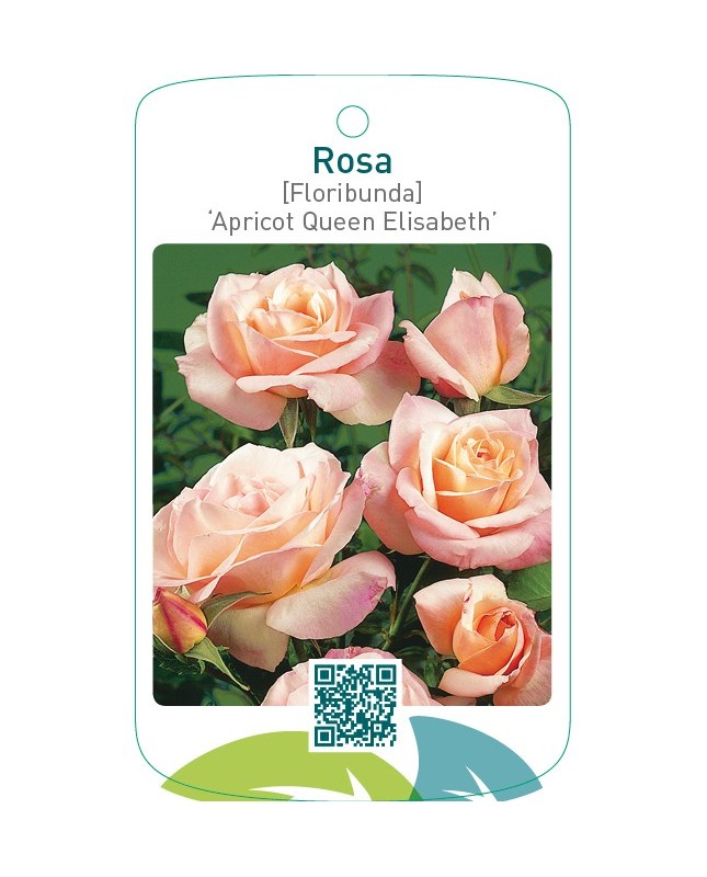 Rosa [Floribunda] ‘Apricot Queen Elisabeth’
