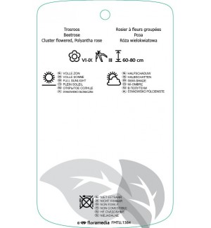 Etichette di Rosa [Floribunda] ‘Apricot Queen Elisabeth’ *