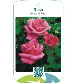 Rosa [Hybrid Tea]  donkerroze