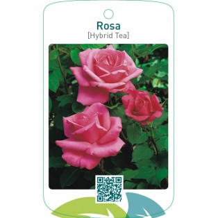 Rosa [Hybrid Tea]  donkerroze