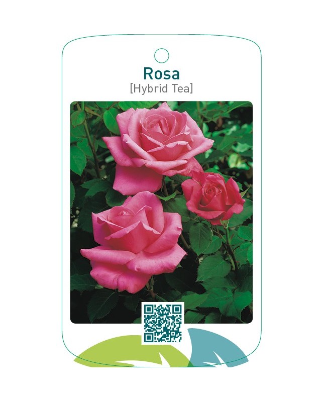 Rosa [Hybrid Tea]  donkerroze