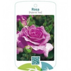 Rosa [Hybrid Tea] paars