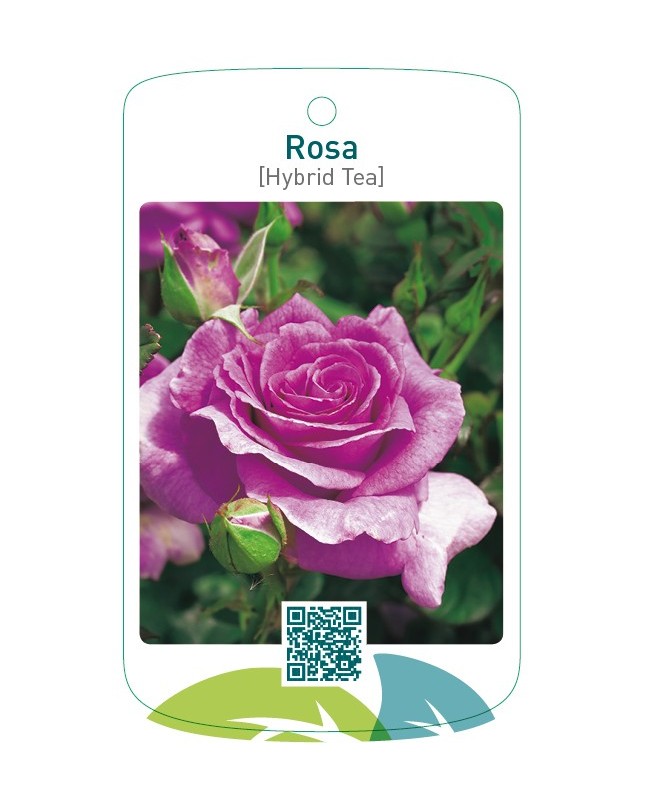 Rosa [Hybrid Tea] paars
