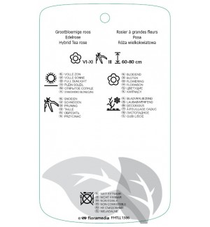 Etichette di Rosa [Hybrid Tea] paars *