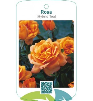 Rosa [Hybrid Tea]  brons