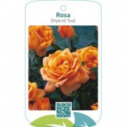 Rosa [Hybrid Tea]  brons