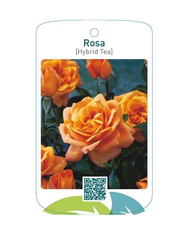 Rosa [Hybrid Tea]  brons