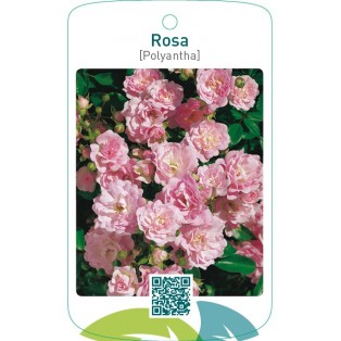 Rosa [Polyantha]  roze