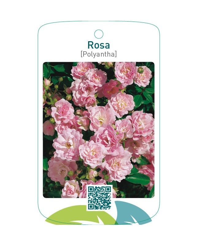 Rosa [Polyantha]  roze