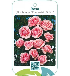 Rosa [Floribunda] ‘Frau Astrid Spath’