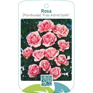 Rosa [Floribunda] ‘Frau Astrid Spath’