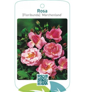 Rosa [Floribunda] ‘Märchenland’