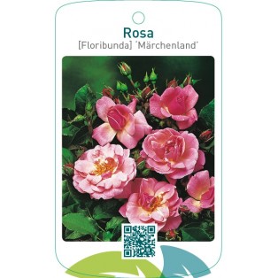 Rosa [Floribunda] ‘Märchenland’