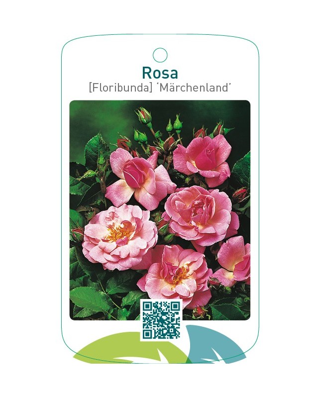 Rosa [Floribunda] ‘Märchenland’