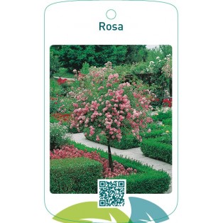 Rosa stam  lichtroze