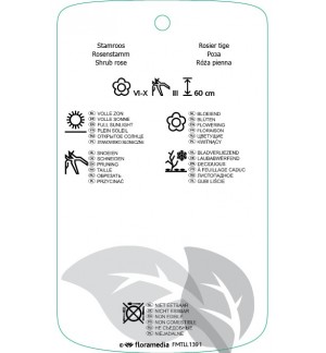 Etichette di Rosa stam  lichtroze *