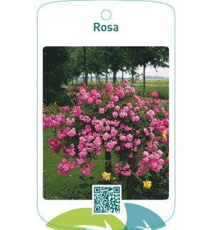 Rosa stam/treur roze