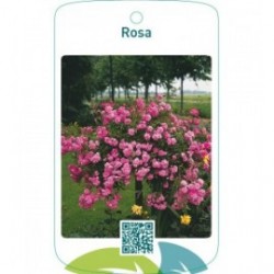 Rosa stam/treur roze