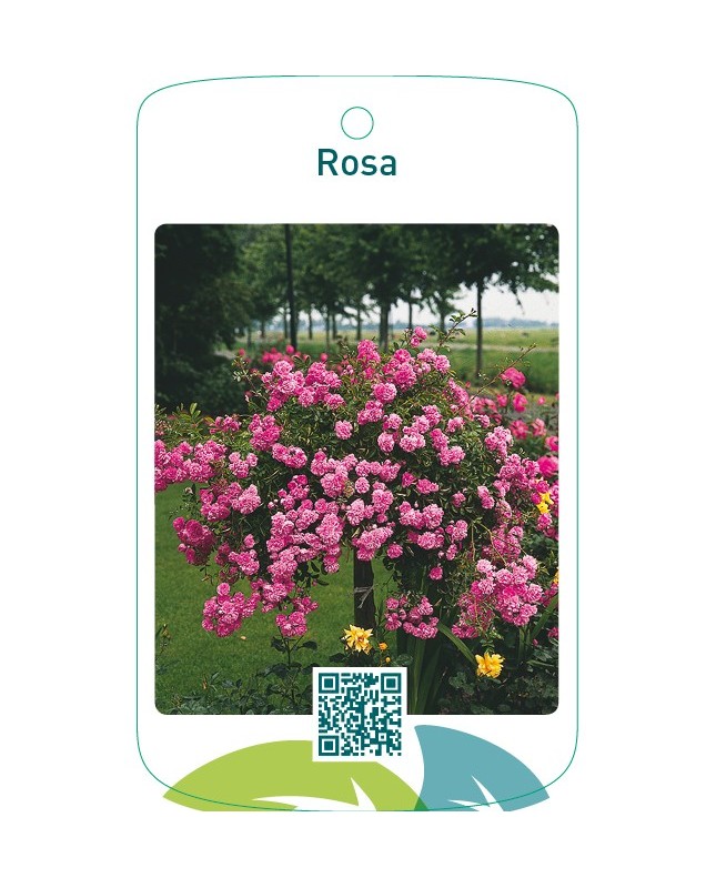 Rosa stam/treur roze