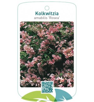 Kolkwitzia amabilis ‘Rosea’