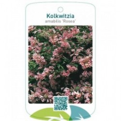 Kolkwitzia amabilis ‘Rosea’