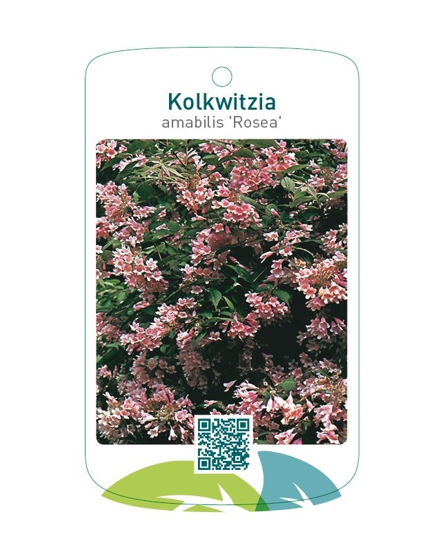 Kolkwitzia amabilis ‘Rosea’