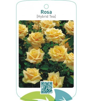 Rosa [Hybrid Tea]  lichtgeel