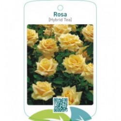 Rosa [Hybrid Tea]  lichtgeel