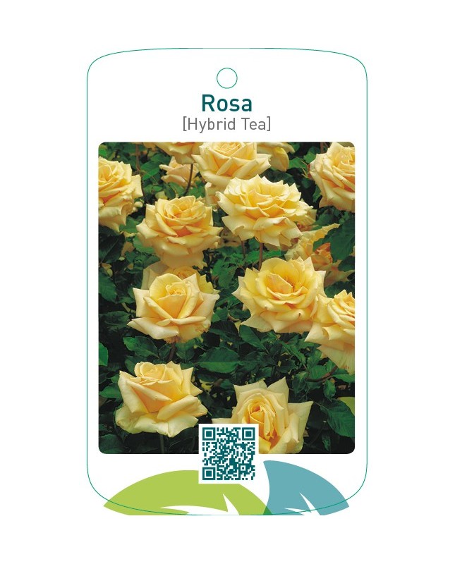 Rosa [Hybrid Tea]  lichtgeel