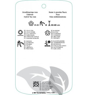 Etichette di Rosa [Hybrid Tea]  lichtgeel *