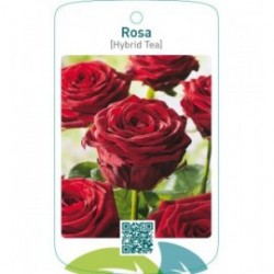 Rosa [Hybrid Tea]  donkerrood