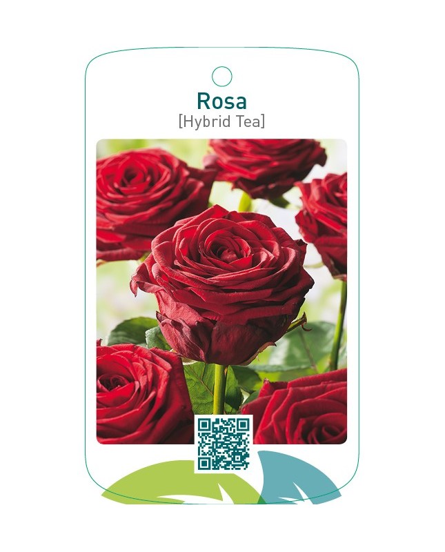 Rosa [Hybrid Tea]  donkerrood