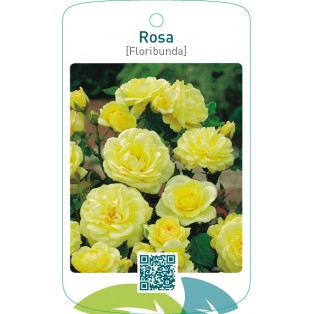 Rosa [Floribunda]  lichtgeel