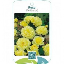 Rosa [Floribunda]  lichtgeel